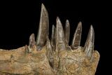 Xiphactinus Lower Jaws - All Original Teeth! #143495-1